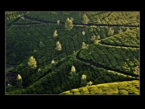 2533 Fotograf  Erik Holmgaard  -  Trees in the tea fields  